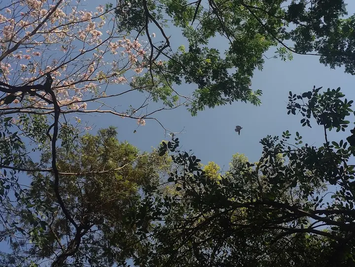 The beauty in falling