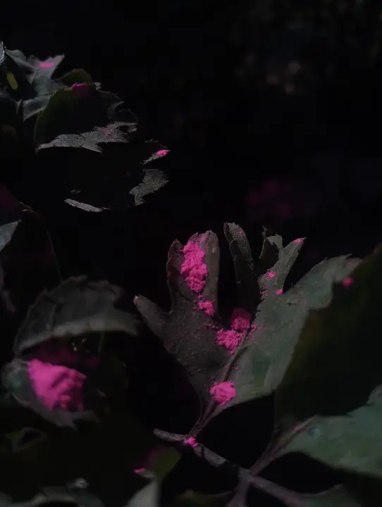 Some colors stay