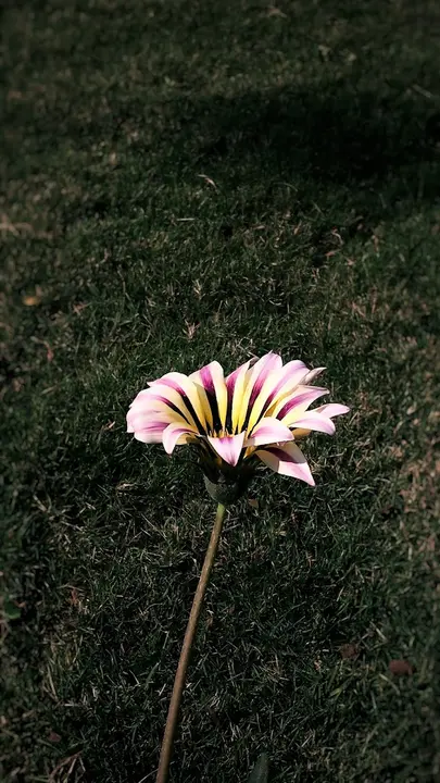 Blooming is necessary when end is certain
