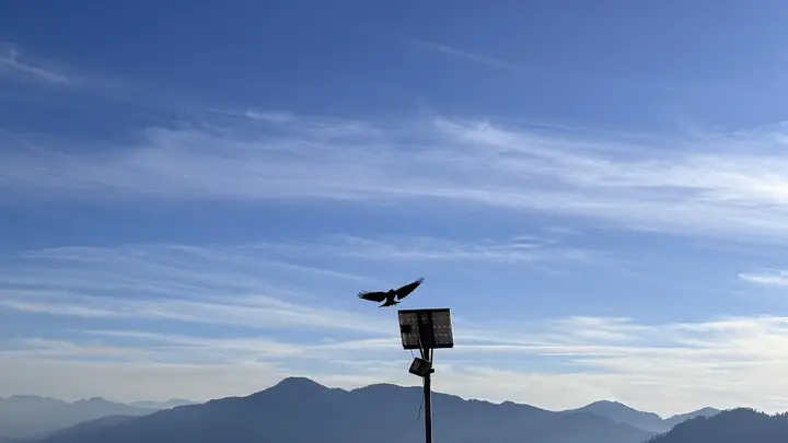 The flight of freedom